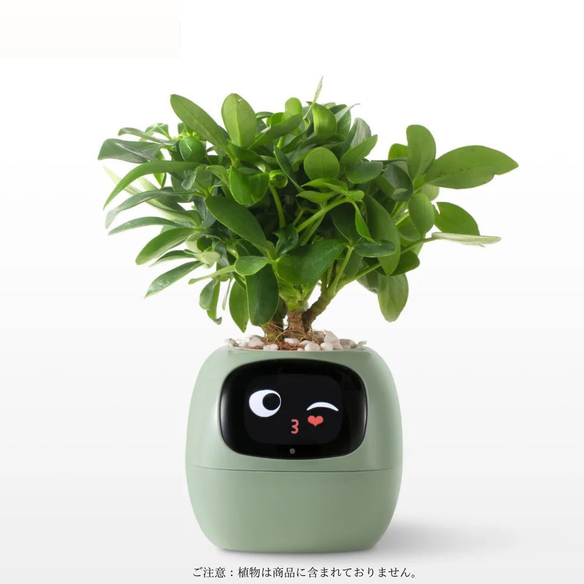 たねごっち | AIスマート植木鉢